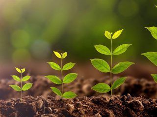 Crecimiento económico y conservación del medio ambiente