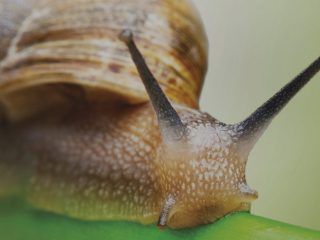 Modelos Alternativos de Desarrollo 2/4 – La Economía del Bien Común, la Teoría del Decrecimiento y el Slow Movement