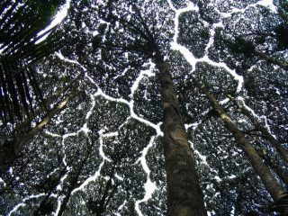 La timidez botánica: el increíble comportamiento de los árboles